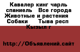 Кавалер кинг чарль спаниель - Все города Животные и растения » Собаки   . Тыва респ.,Кызыл г.